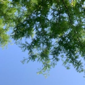 Meet your Posher, Faiza